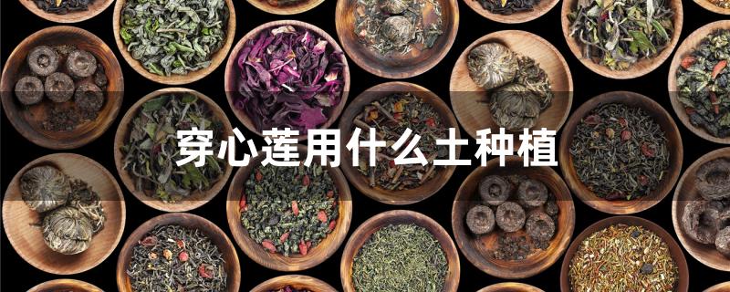 穿心莲用什么土种植