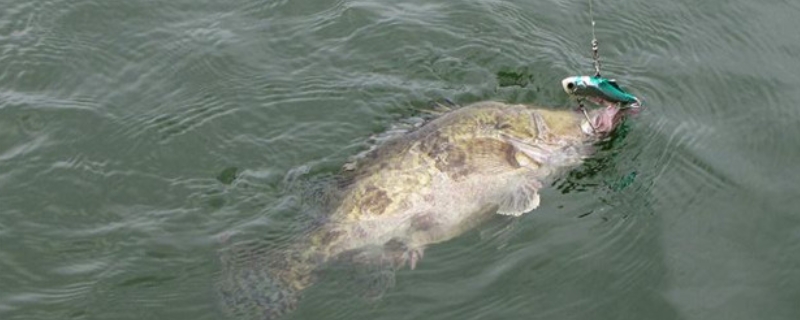 钓桂鱼的最佳时间？