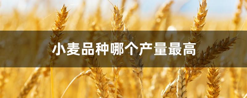 小麦品种哪个产量最高