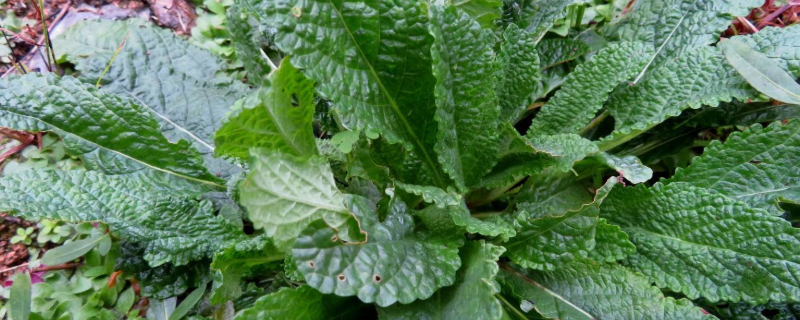 蛤蟆草与地黄草有什么不同？