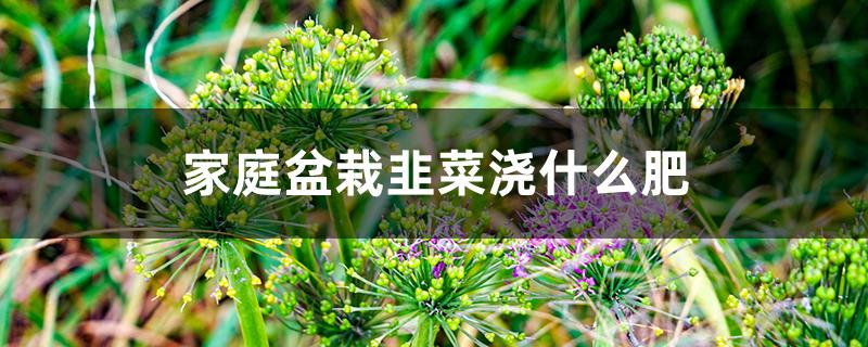 家庭盆栽韭菜浇什么肥