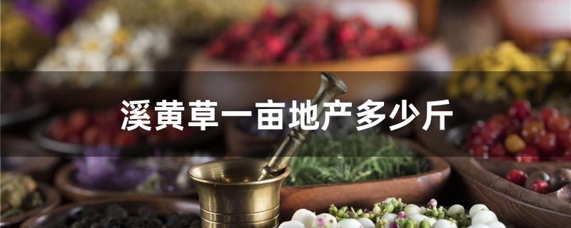 溪黄草一亩地产多少斤