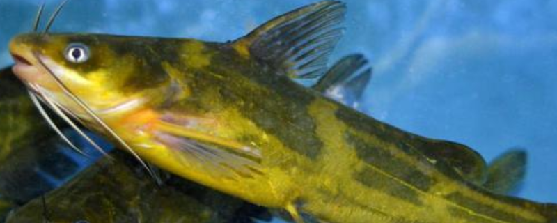黄颡鱼的生活习性及特点？