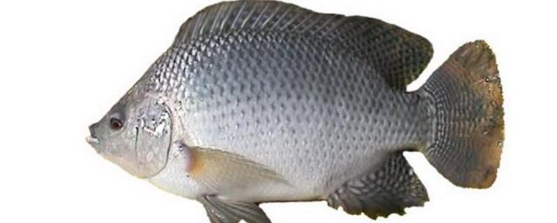 钓罗非鱼的必杀饵料？