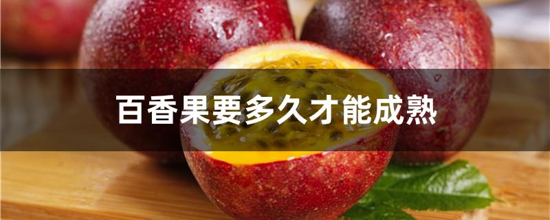 百香果要多久才能成熟