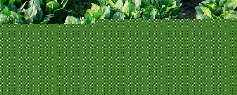 买回来的菠菜根可以水培吗