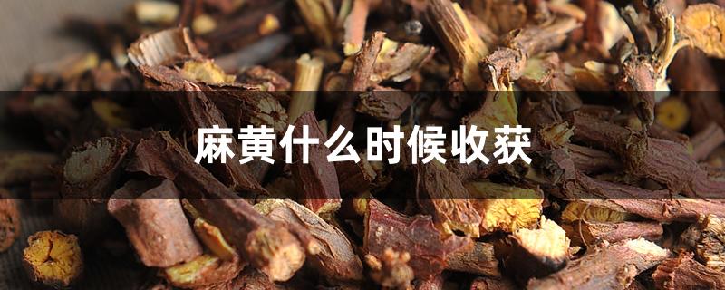 麻黄什么时候收获