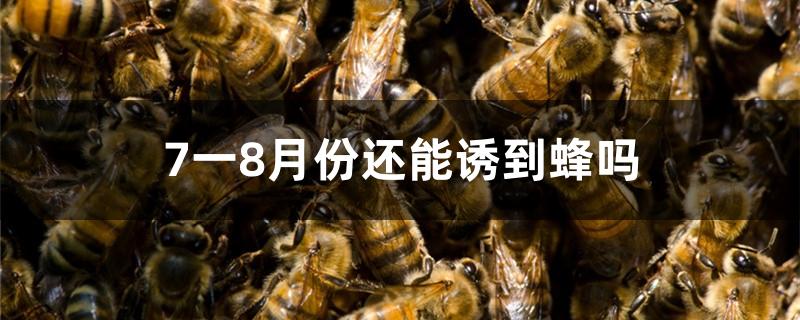 7一8月份还能诱到蜂吗