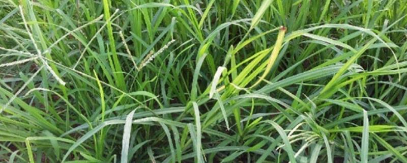 牛筋草与马唐有什么不同？