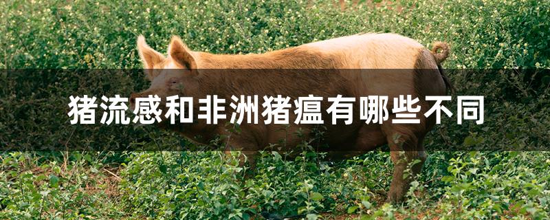 猪流感和非洲猪瘟有哪些不同