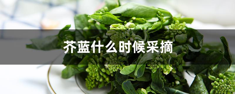 芥蓝什么时候采摘