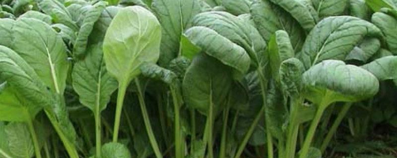 小松菜是不是油菜？