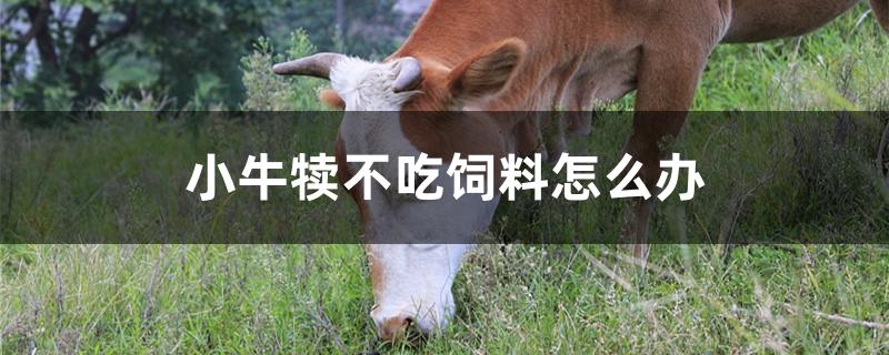 小牛犊不吃饲料怎么办