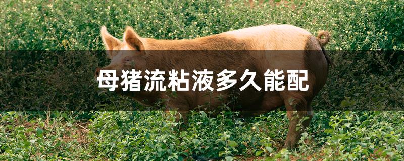 母猪流粘液多久能配