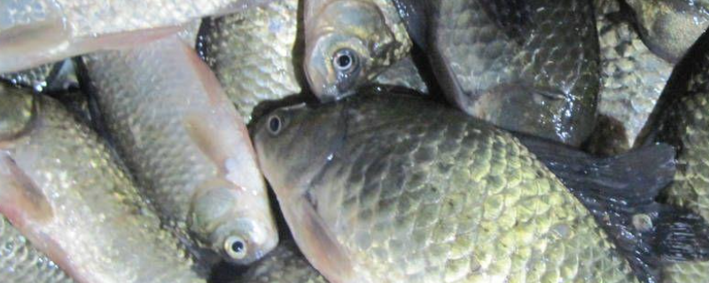 台钓鲫鱼实用技巧大全？