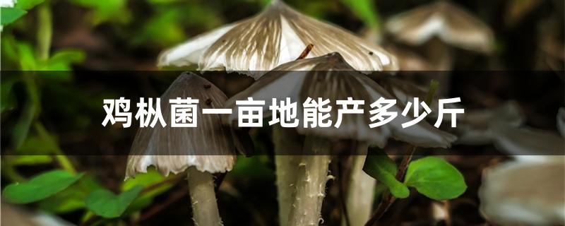 鸡枞菌一亩地能产多少斤