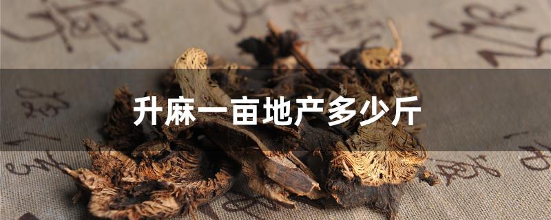 升麻一亩地产多少斤