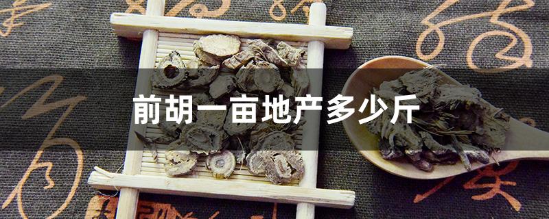 前胡一亩地产多少斤