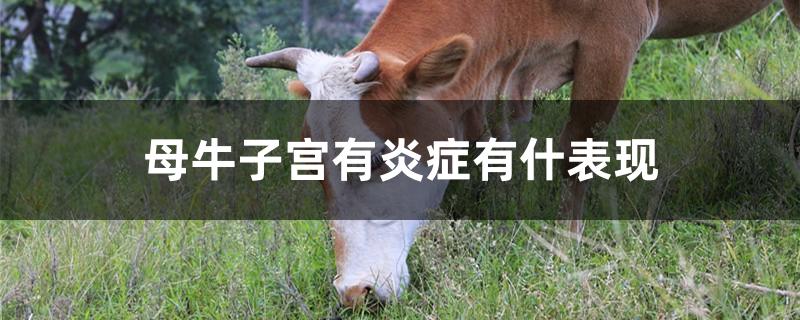 母牛子宫有炎症有什表现