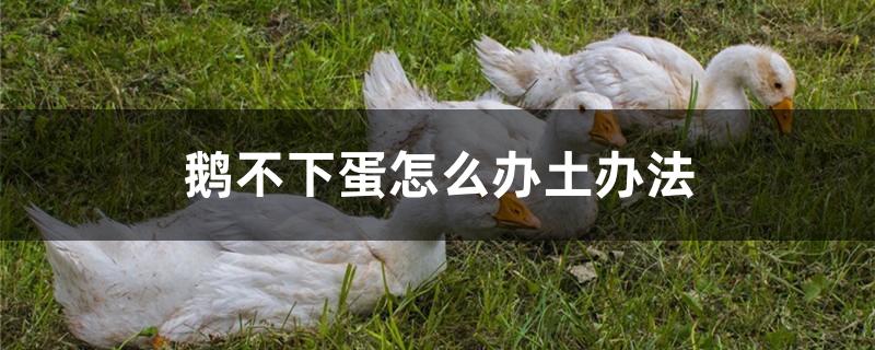 鹅不下蛋怎么办土办法