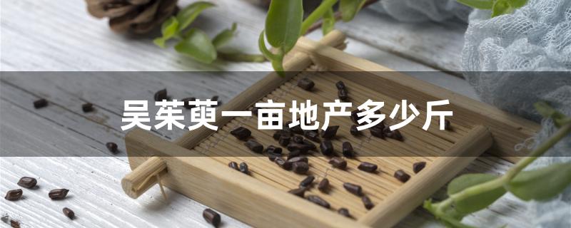 吴茱萸一亩地产多少斤
