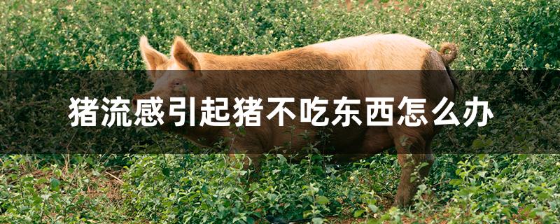 猪流感引起猪不吃东西怎么办