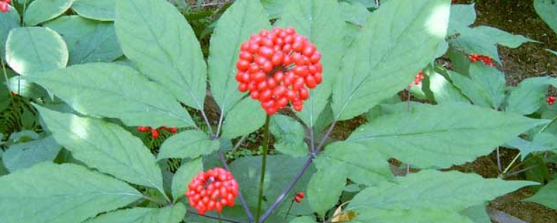 怎么区分三七花与人参花？