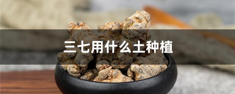 三七用什么土种植