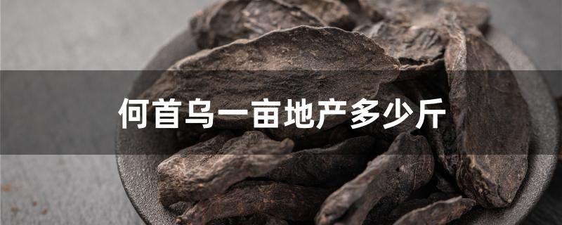 何首乌一亩地产多少斤