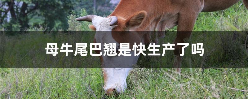 母牛尾巴翘是快生产了吗