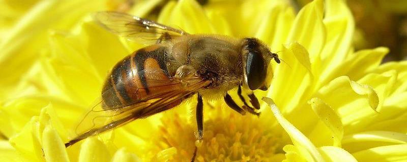 工蜂产卵会不会导致灭群？