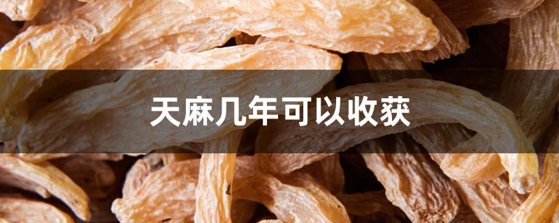 天麻几年可以收获