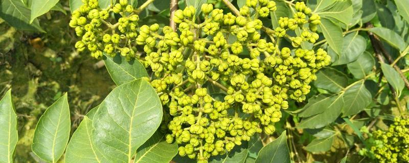 吴茱萸大花小花有什么不同？