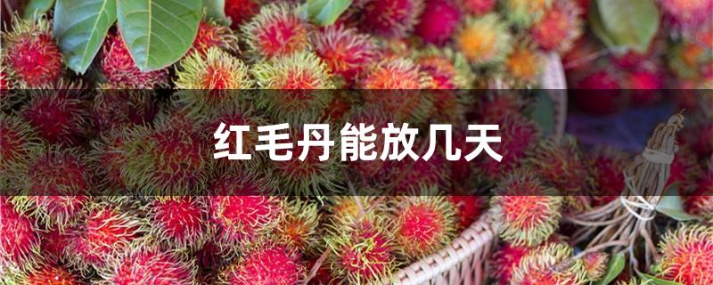 红毛丹能放几天