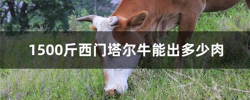 1500斤西门塔尔牛能出多少肉