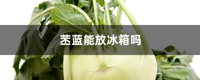 苤蓝能放冰箱吗