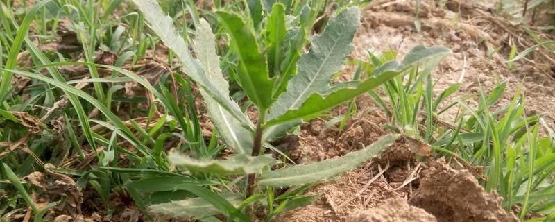 草和菜有什么区别？