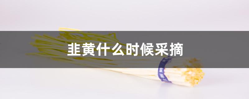 韭黄什么时候采摘