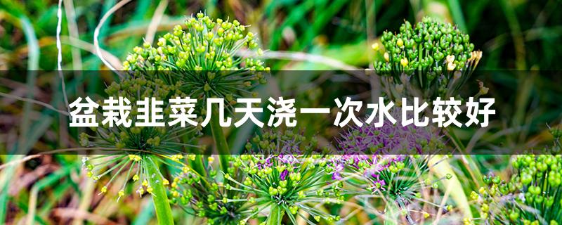 盆栽韭菜几天浇一次水比较好