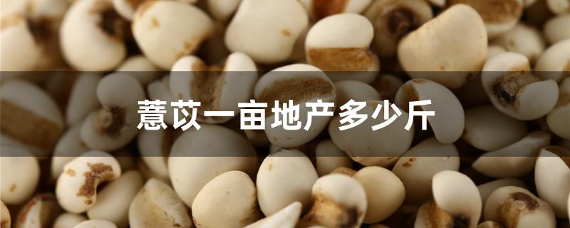 薏苡一亩地产多少斤