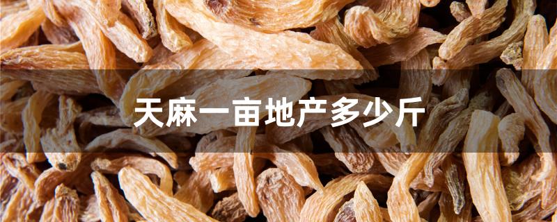 天麻一亩地产多少斤