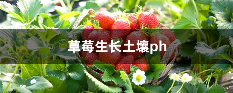 草莓生长土壤ph