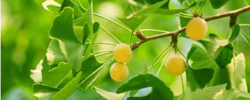 可以直接生吃银杏果肉吗？