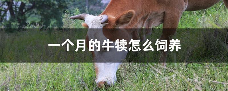 一个月的牛犊怎么饲养