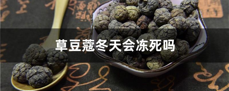 草豆蔻冬天会冻死吗
