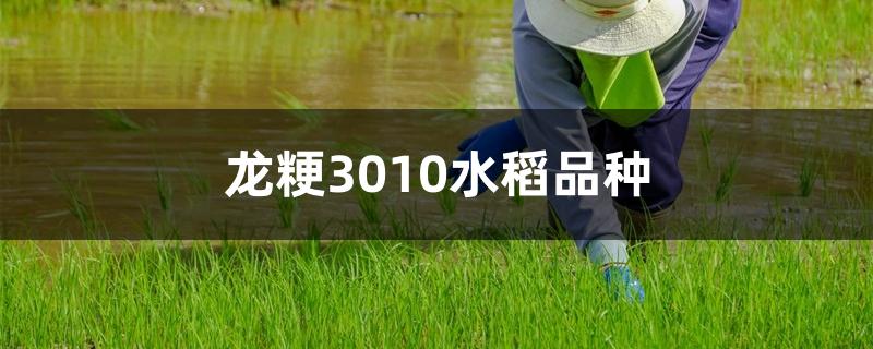 龙粳3010水稻品种