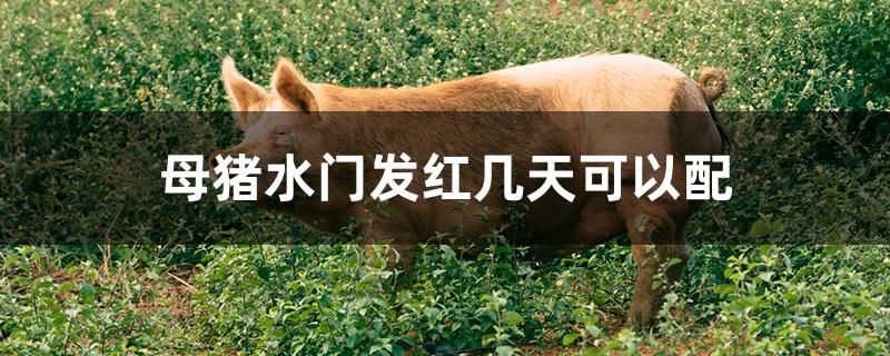 母猪水门发红几天可以配