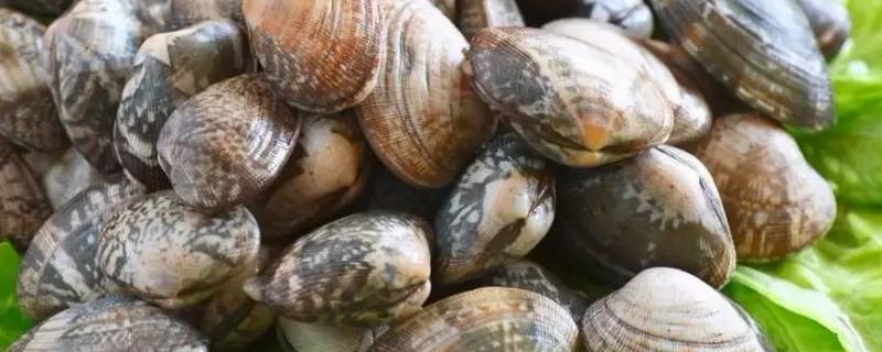 怎样区分芒果螺与花蛤？