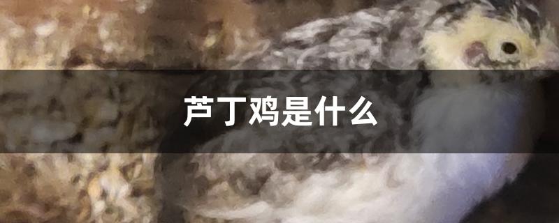 芦丁鸡是什么