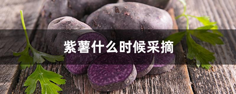 紫薯什么时候采摘